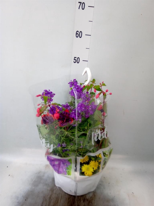 <h4>Perkplanten   ...tuft 4   [Bedding]</h4>