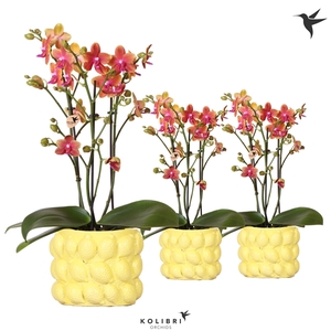 Kolibri Orchids Phalaenopsis Fragrance 3spike in citrus yellow