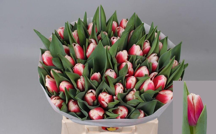 <h4>Tulipa si outfit</h4>