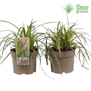 Carex morrowii 'Vanilla Ice'®