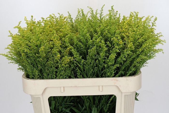 <h4>SOLI BAREIGHT</h4>