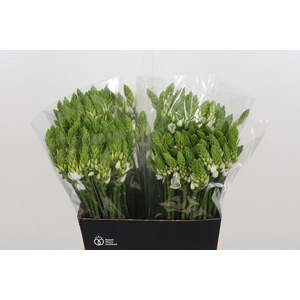 Ornithogalum T Mount Fuji