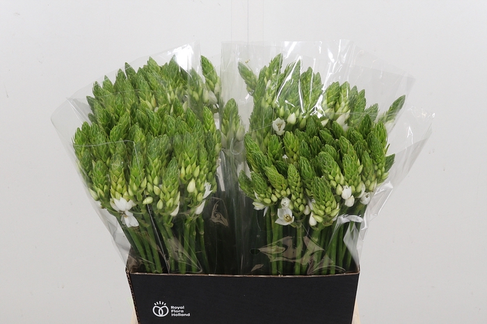 <h4>Ornithogalum T Mount Fuji</h4>