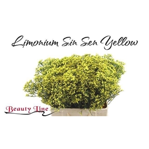 LIM SIN SEN YELLOW