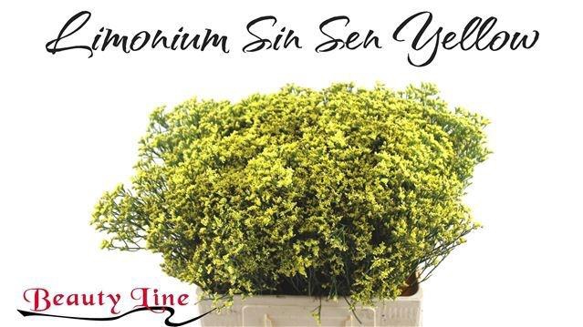 <h4>LIM SIN SEN YELLOW</h4>