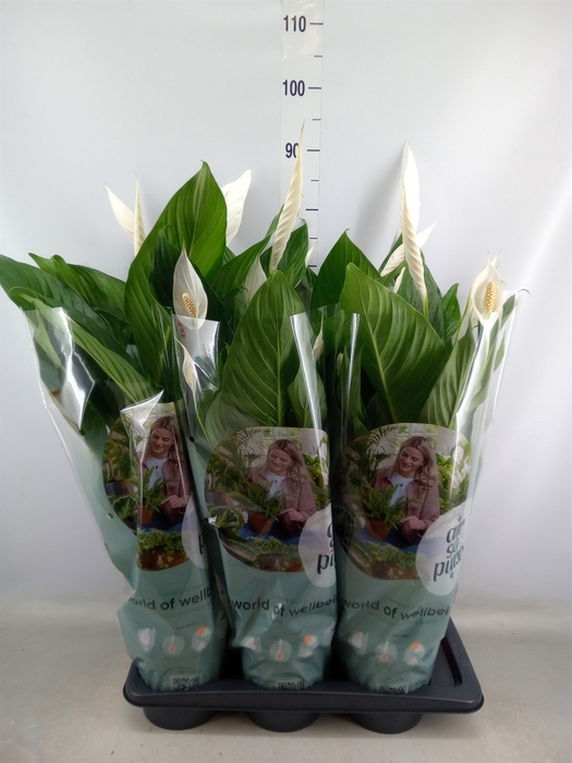 <h4>Spathiphyllum  'Bingo Cupido'</h4>