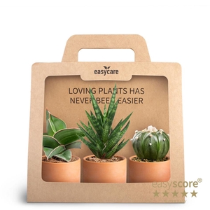 3-Pack Raw Terracotta P7