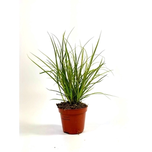 Carex 'Phoenix Green' p8