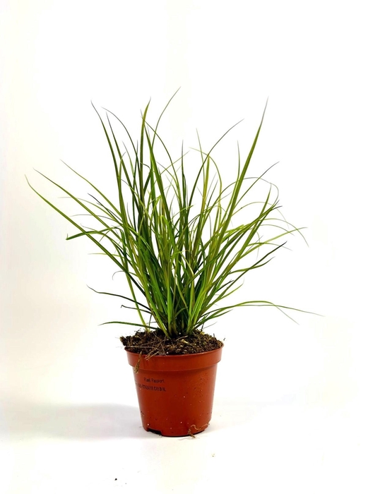 <h4>Carex 'Phoenix Green' p8</h4>