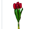 TULIPA VERMELHA