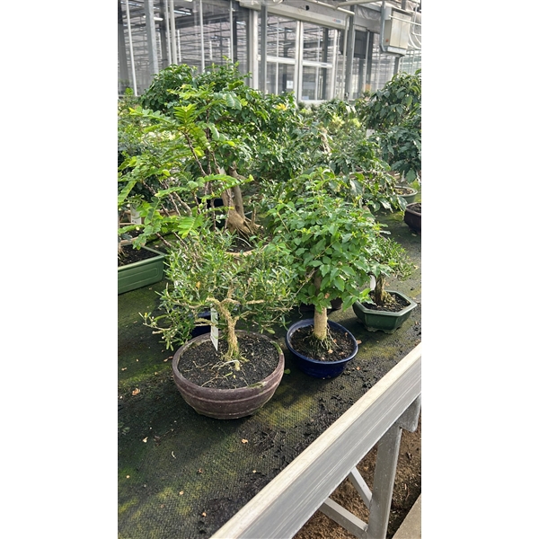 <h4>Mix indoor exotic - Various exotic indoor bonsai</h4>