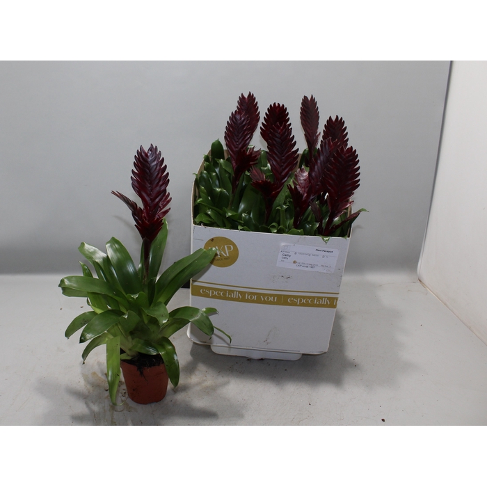 <h4>VRIES CATHY P</h4>