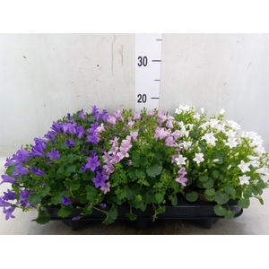 Campanula   ...