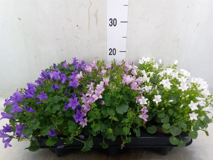 <h4>Campanula   ...</h4>