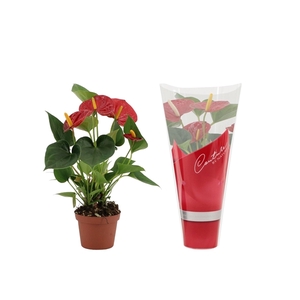 Anthurium Diamond Red in Couture sleeve