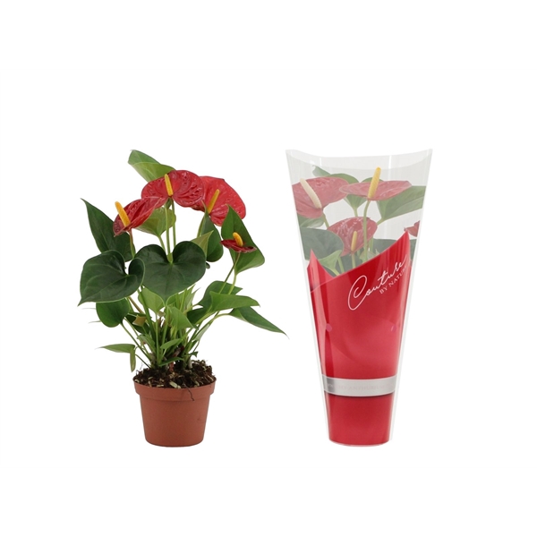 <h4>Anthurium Diamond Red in Couture sleeve</h4>