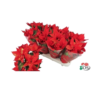 Euphorbia Mars red Glitters goud vertakt met hoes en