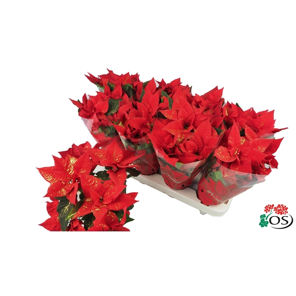 <h4>Euphorbia Mars red Glitters goud vertakt met hoes en</h4>