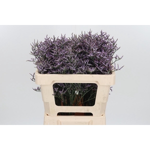 Lim Saf Lilac