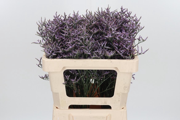 <h4>Lim Saf Lilac</h4>
