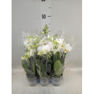 Phalaenopsis multi. ...white