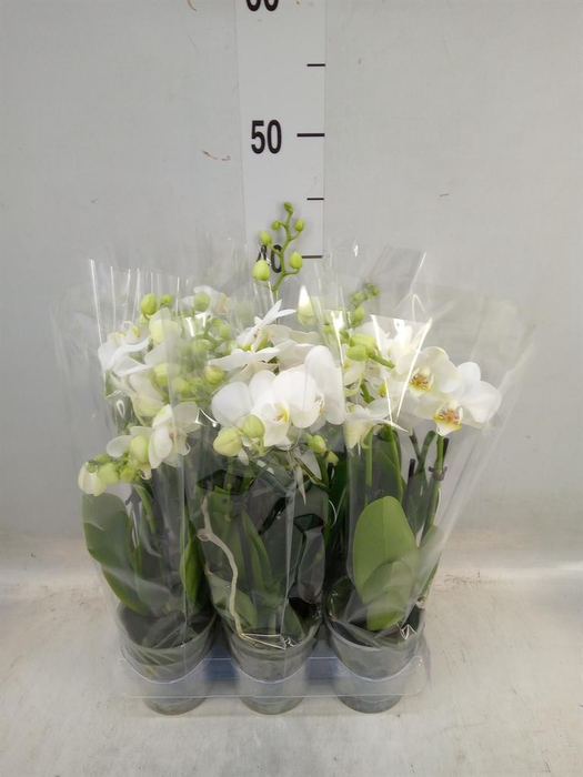 <h4>Phalaenopsis multi.   ...white</h4>