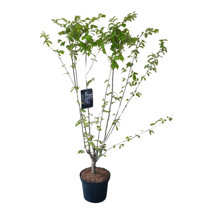 <h4>Prunus sub. 'Autumnalis Rosea' struik</h4>