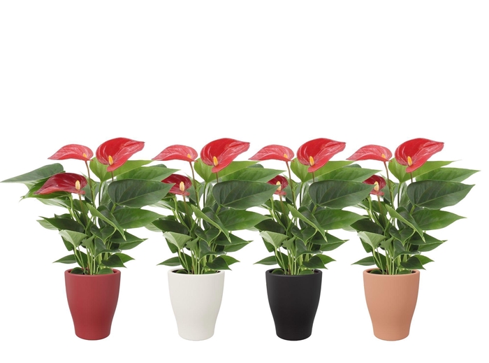<h4>Anthurium 7 cm Micra in Carly winter ceramics</h4>