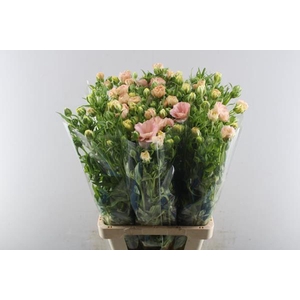 Ranunculus Magical Mascarpone