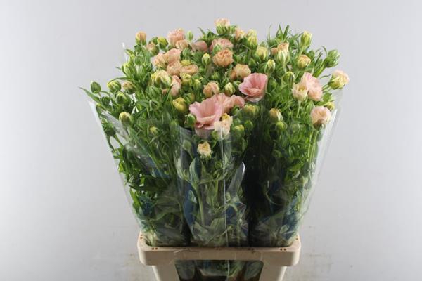 <h4>Ranunculus Magical Mascarpone</h4>