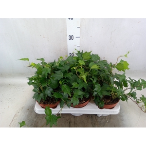 Hedera helix 'Green Ripple'