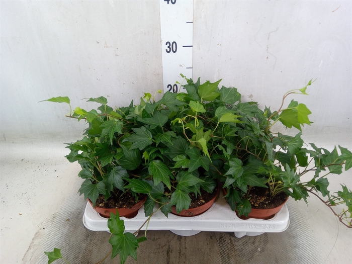 <h4>Hedera helix 'Green Ripple'</h4>