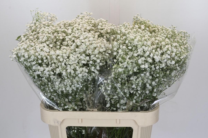 <h4>Gyps Xlence 1000 gr</h4>