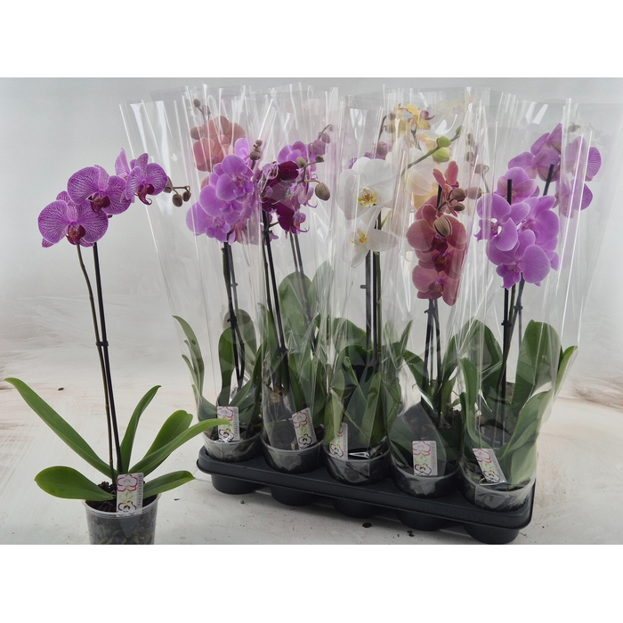 <h4>PHAL GEM</h4>