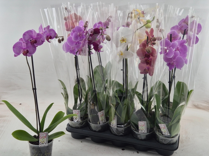 PHAL GEM