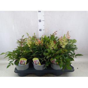 Astilbe   ...