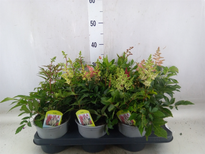 <h4>Astilbe   ...</h4>
