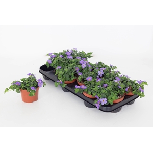 Bacopa Sutera Gulliver Blue