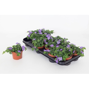 Bacopa Sutera Gulliver Blue