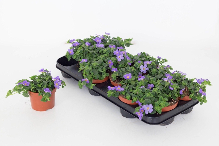 <h4>Bacopa Sutera Gulliver Blue</h4>