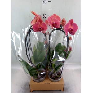 Phalaenopsis  'Elegant Cascade'