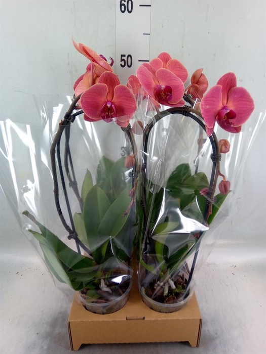 <h4>Phalaenopsis  'Elegant Cascade'</h4>