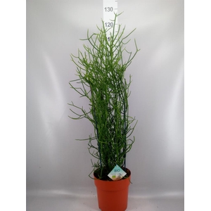 Euphorbia tirucalli