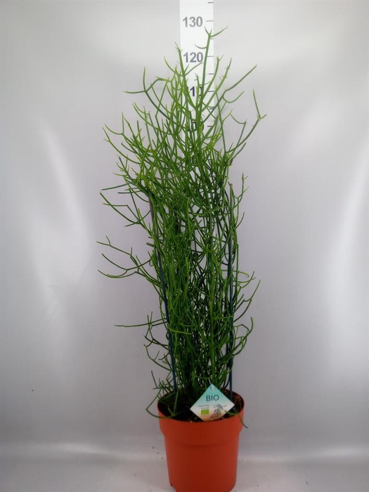 <h4>Euphorbia tirucalli</h4>