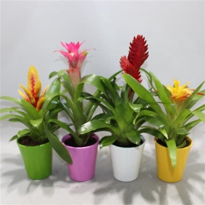 Bromelia variés
