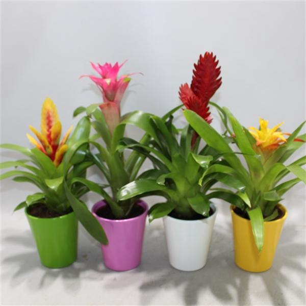 <h4>Bromelia Adventure Gemengd 10.5cm Coco (Met Hoes)</h4>