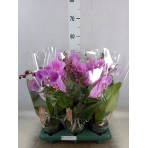 Phalaenopsis  'Spirit Pink'