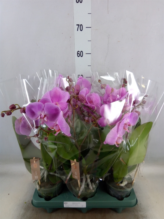 <h4>Phalaenopsis  'Spirit Pink'</h4>
