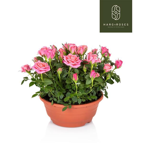 <h4>Rosa Kordana Schaal Flirt (roze)</h4>