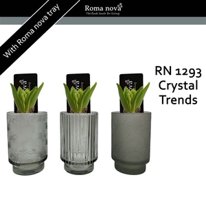 1293 - Crystal Trends (Hyacint)